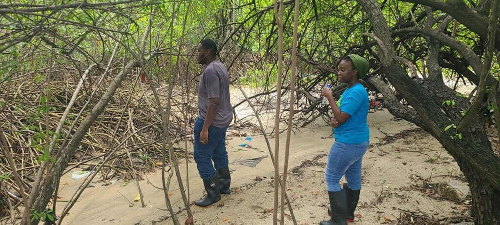 02 in a mangrove swamp2