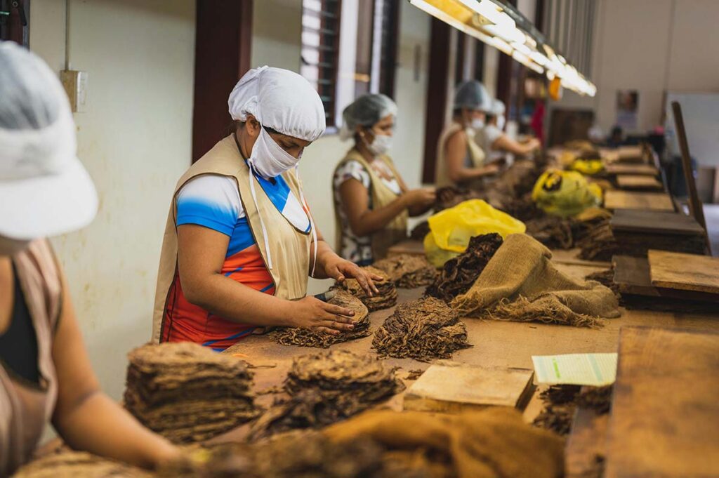 workers in tobacco factory
